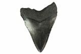 3.34" Fossil Megalodon Tooth - South Carolina - #130795-2